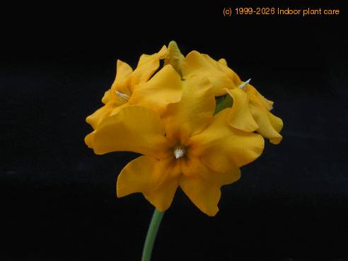 Pachypodium horombense 3