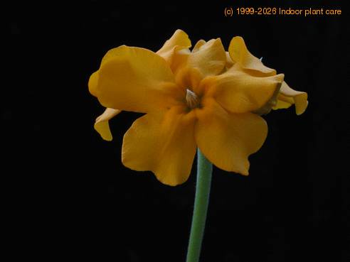 Pachypodium horombense 4
