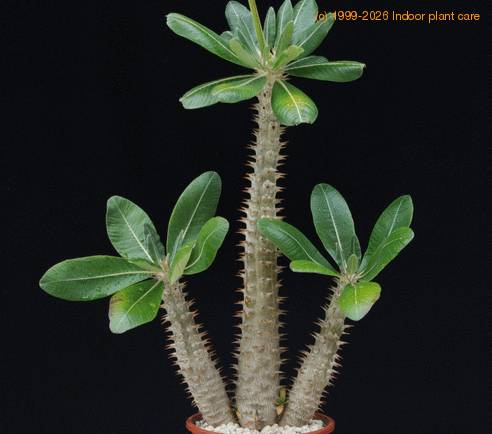 Pachypodium horombense SIb1