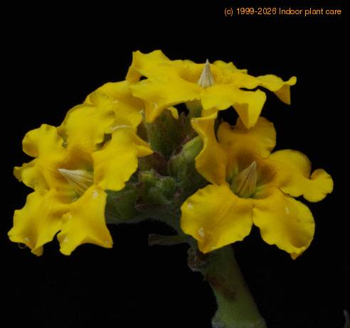 Pachypodium horombense SIf