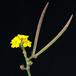 Pachypodium horombense SIfr
