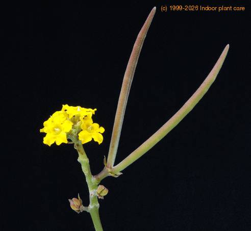Pachypodium horombense SIfr