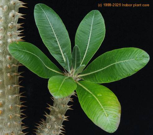 Pachypodium horombense SIl