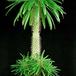Pachypodium lamerei 1646