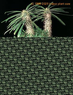 Pachypodium lamerei f monstrosus 1730