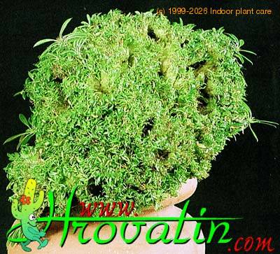 Pachypodium lamerei f monstrosus cristata 1651