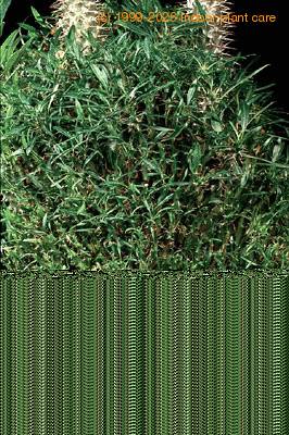 Pachypodium lamerei f monstrosus cristata 1731