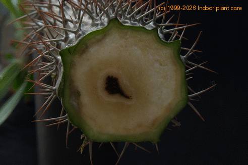 Pachypodium lamerei gniloba korenin2-SIm