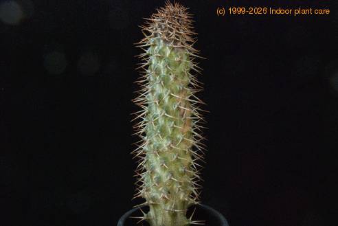 Pachypodium lamerei gniloba rastnega vrsicka-SIm