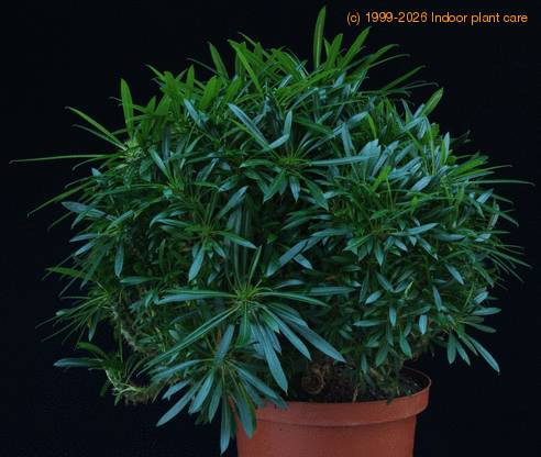 Pachypodium lamerei monstr SIb