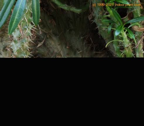 Pachypodium lamerei monstr2 SIb