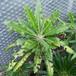 Pachypodium lamerei poskodbe toca-SIm
