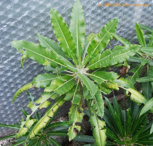 Pachypodium lamerei poskodbe toca-SIm