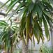Pachypodium lamerei zimska uvenelost-SIm