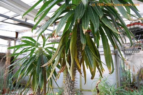 Pachypodium lamerei zimska uvenelost-SIm