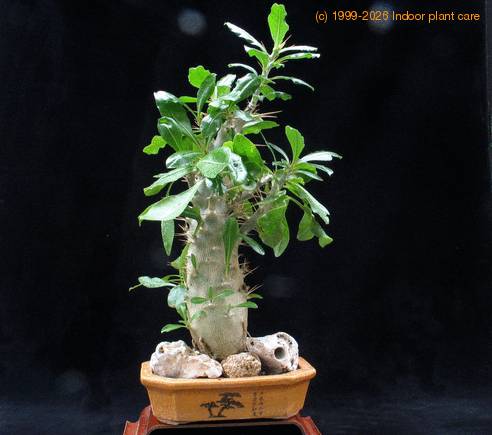 Pachypodium saundersii