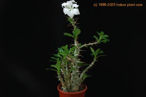 Pachypodium saundersii SIb