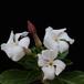 Pachypodium saundersii SIf