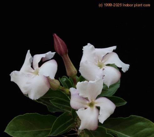 Pachypodium saundersii SIf