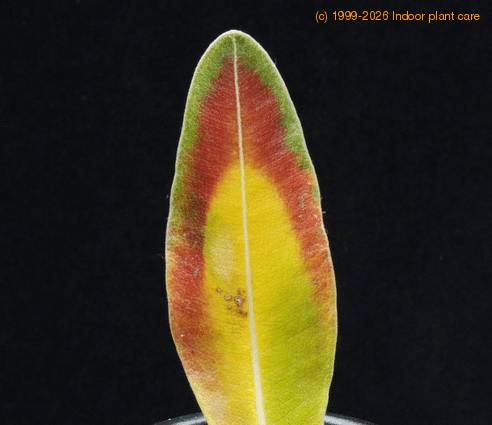 Pachypodium saundersii soncni ozig-SIm SIm