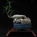Pachypodium succulentum 1