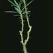 Pachypodium succulentum 1625
