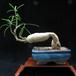 Pachypodium succulentum 2