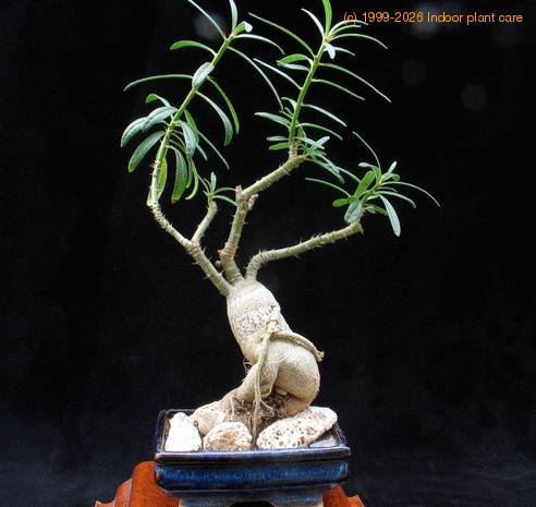 Pachypodium succulentum 