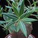 Pachypodium succulentum leaf