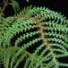palme
