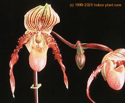 paphiopedilum 2923