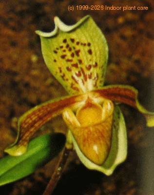 Paphiopedilum insigne flower paphiopedilum insigne k