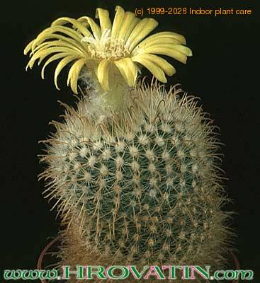 Parodia aureispina 292