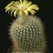 Parodia aureispina 292