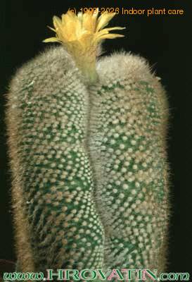 Parodia aureispina cristata 262