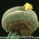 Parodia aureispina cristata 263