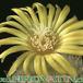 Parodia aureispina flower 293