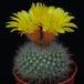 Parodia aureispina PP20107