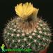Parodia cardenasii 563