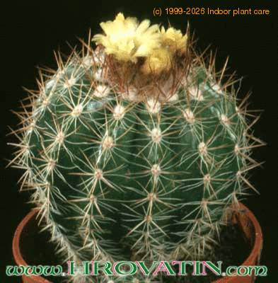 Parodia hausteiniana 257