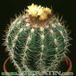 Parodia hausteiniana 257