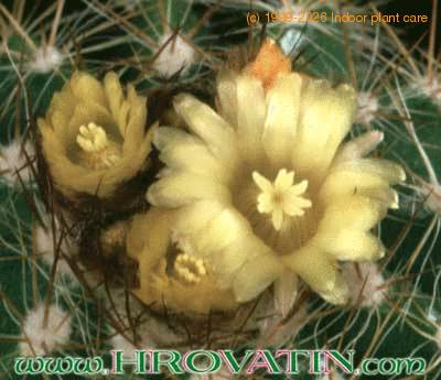 Parodia hausteiniana flower 258