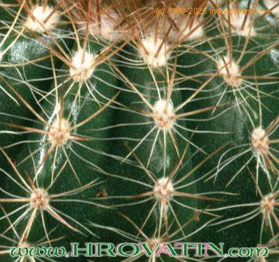 Parodia hausteiniana thorn 259