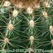 Parodia hausteiniana thorn 259