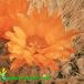 Parodia herzogii flower 525