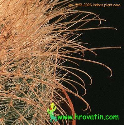 Parodia herzogii thorn 526