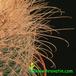 Parodia herzogii thorn 526