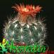 Parodia lauii 430