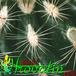 Parodia lauii leaf 432