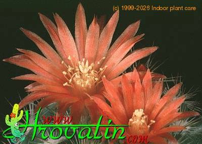 Parodia lauii thorn 431